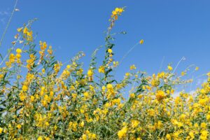 Photo mustard color